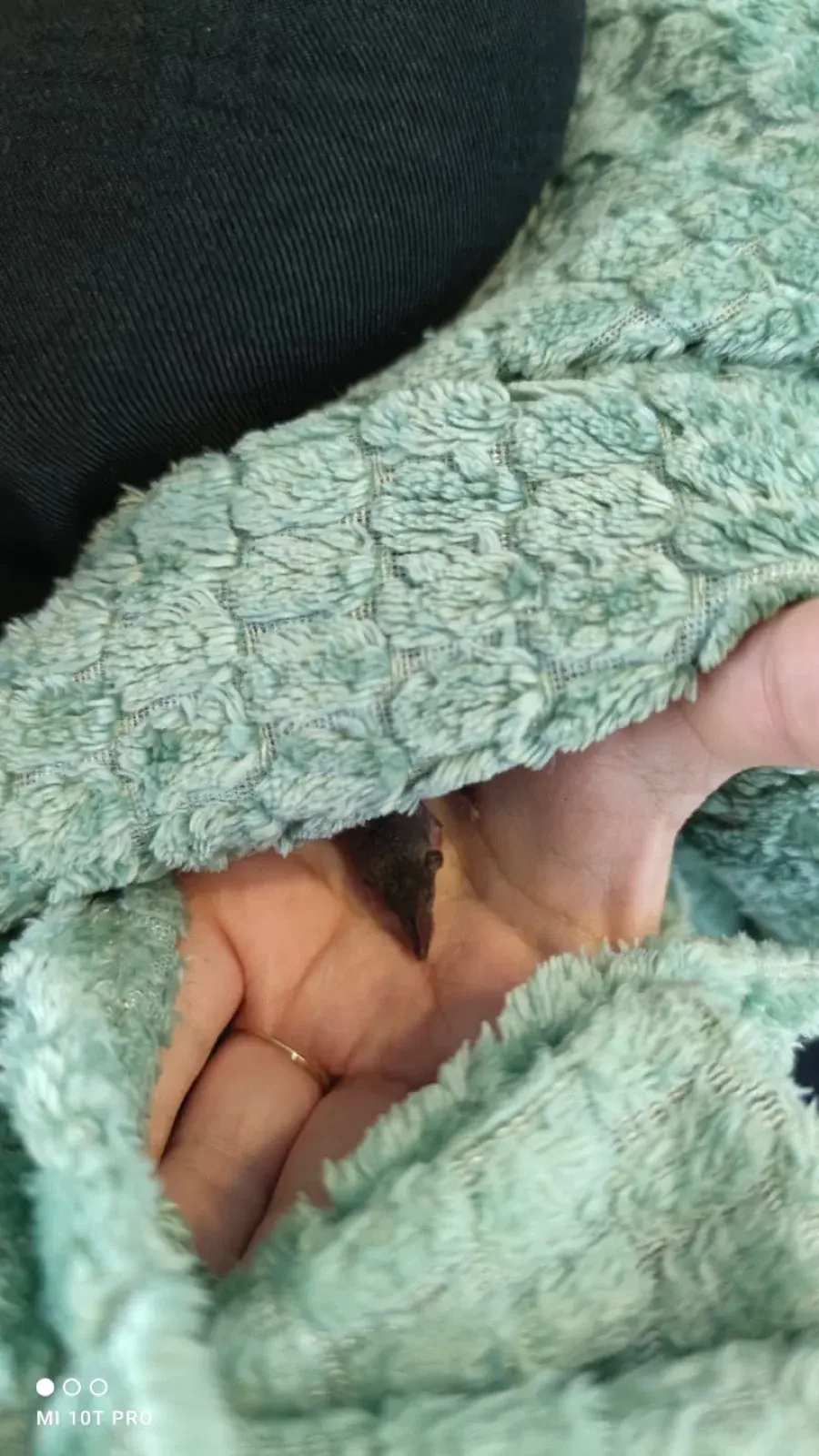 The baby shrew Sandro, wrapped in a blanket, held in one hand